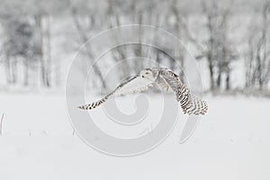 Snowy Owl in Flight over Snow Field