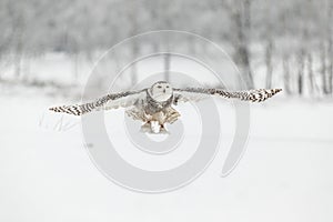 Snowy Owl in Flight over Snow Field