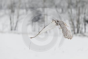 Snowy Owl in Flight over Snow Field