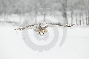 Snowy Owl in Flight over Snow Field photo