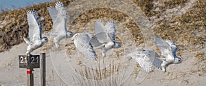 Snowy Owl Flight Sequence