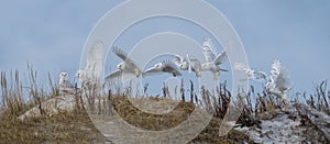 Snowy Owl Flight Sequence