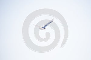 Snowy owl in flight, wingspan spread, over blue sky