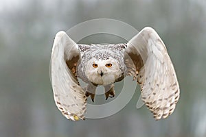 Snowy owl flying