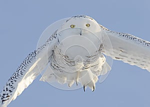 Snowy Owl Flying