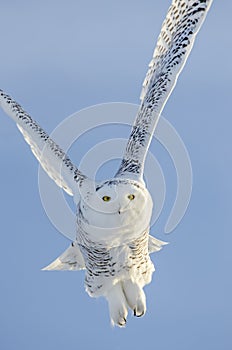 Snowy Owl Flying