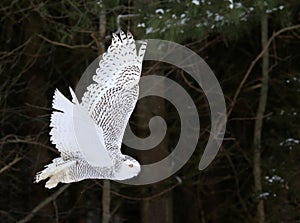 Snowy Owl Flying By