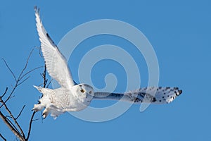 Snowy Owl - Flying