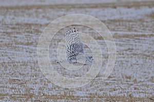 Snowy Owl flying across a field