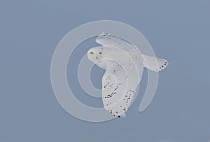 A Snowy owl flying low hunting over an open sunny snowy cornfield in Ottawa, Canada