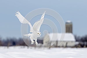 A Snowy owl flying low hunting over an open sunny snowy cornfield in Ottawa, Canada