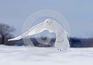 A Snowy owl flying low hunting over an open sunny snowy cornfield in Ottawa, Canada