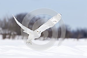 A Snowy owl flying low hunting over an open sunny snowy cornfield in Ottawa, Canada