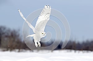 A Snowy owl flying low hunting over an open sunny snowy cornfield in Ottawa, Canada