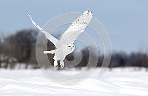 A Snowy owl flying low hunting over an open sunny snowy cornfield in Ottawa, Canada