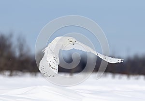 A Snowy owl flying low hunting over an open sunny snowy cornfield in Ottawa, Canada