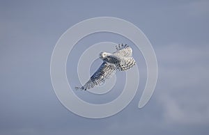 A Snowy owl flying low and hunting over a snow covered field in Ottawa, Canada