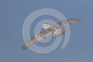 A Snowy owl flying low and hunting over a snow covered field in Ottawa, Canada