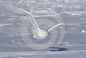 A Snowy owl flying low and hunting over a snow covered field in Ottawa, Canada