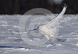 A Snowy owl flying low and hunting over a snow covered field in Ottawa, Canada