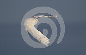 A Snowy owl flying low and hunting over a snow covered field in Ottawa, Canada