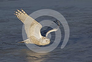 A Snowy owl flying low towards me hunting over an ice covered field in Ottawa, Canada