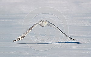 Snowy owl flying in nature