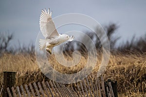 Snowy owl flying over dry grass.