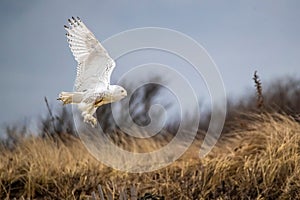 Snowy owl flying over dry grass.