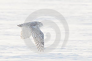 Snowy owl flying over the field