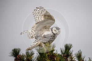 Snowy owl flying over a fir tree.