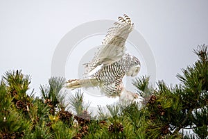 Snowy owl flying over a fir tree.