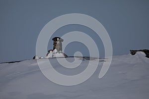 Snowy Owl found hiding near a rock surrounded by snow