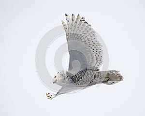 Snowy owl gliding with wings spread