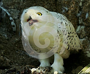 Snowy Owl Harfang