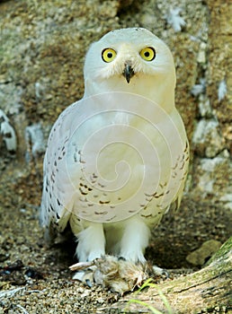 Snowy Owl Harfang