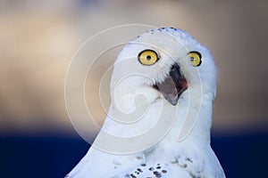 Snowy owl head shot or Bubo scandiacus