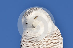 Snowy Owl head tilted closeup
