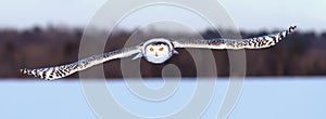 A Snowy owl hunting over a snow covered field in Canada