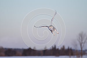 A Snowy owl hunting over a snow covered field in Canada