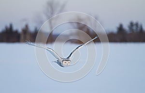 A Snowy owl hunting over a snow covered field in Canada