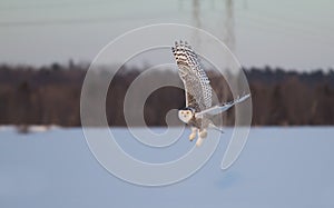 A Snowy owl hunting over a snow covered field in Canada