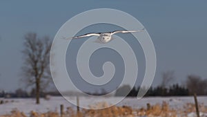A Snowy owl hunting over a snow covered field in Canada