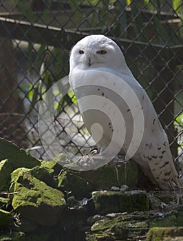 Snowy owl II