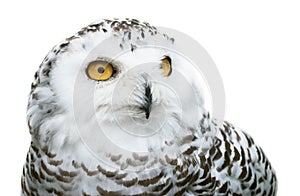 Snowy owl