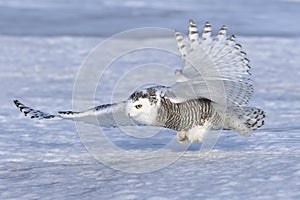 A Snowy owl isolated against a blue background coming in for the kill on a snow covered field in Canada