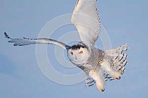 A Snowy owl isolated against a blue background coming in for the kill on a snow covered field in Canada