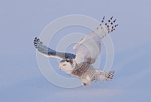 A Snowy owl isolated against a blue background coming in for the kill on a snow covered field in Canada