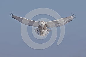 A Snowy owl isolated against a blue background hunting over an open snowy field in Canada
