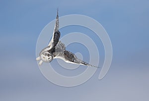 A Snowy owl isolated against a blue background hunting over an open snowy field in Canada